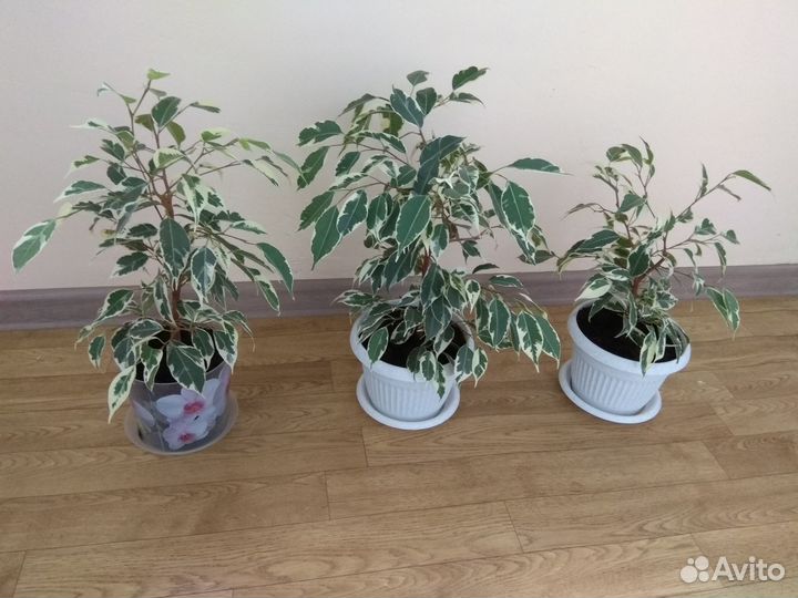 Фикус бенджамина