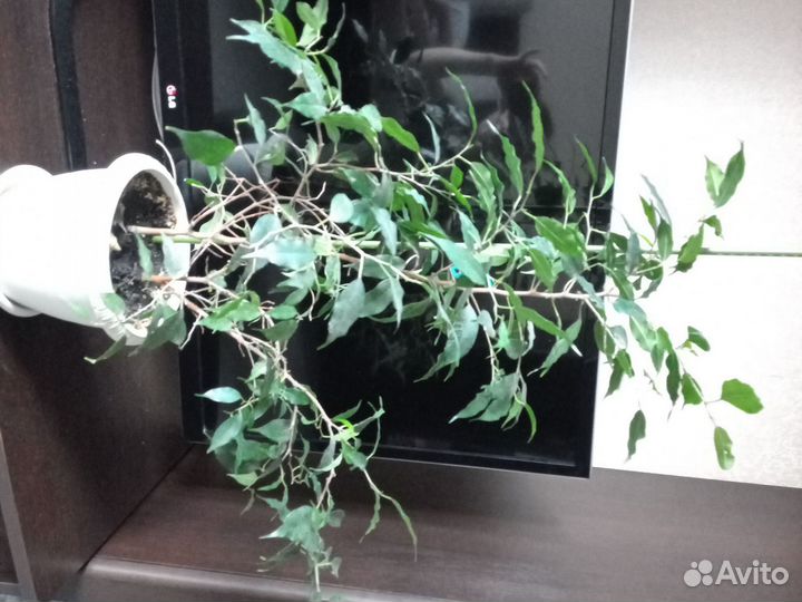 Комнатные растения