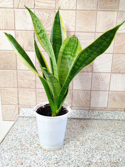 Сансевиерия