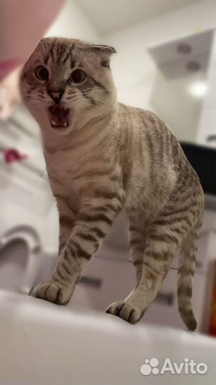 Шотландец вязка