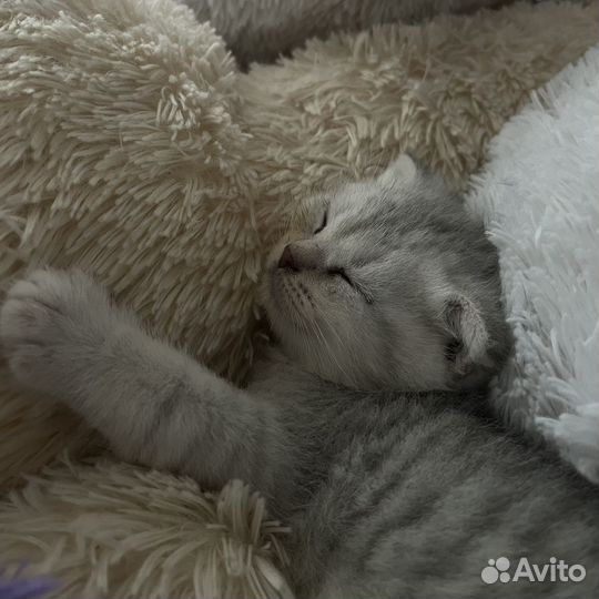 Шотландские котята