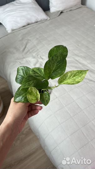 Эпипремнумы