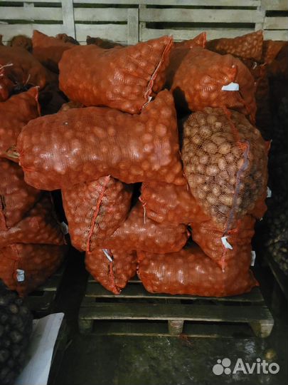 Картофель кормовой