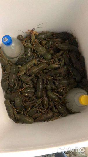 Живые раки