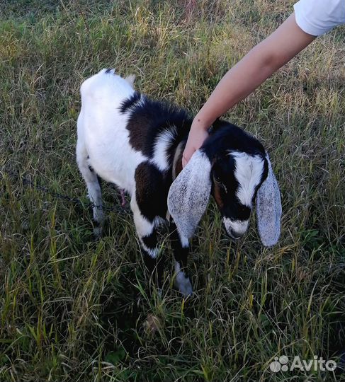 Козёл Камори Нубийский и Коза заанонубийка