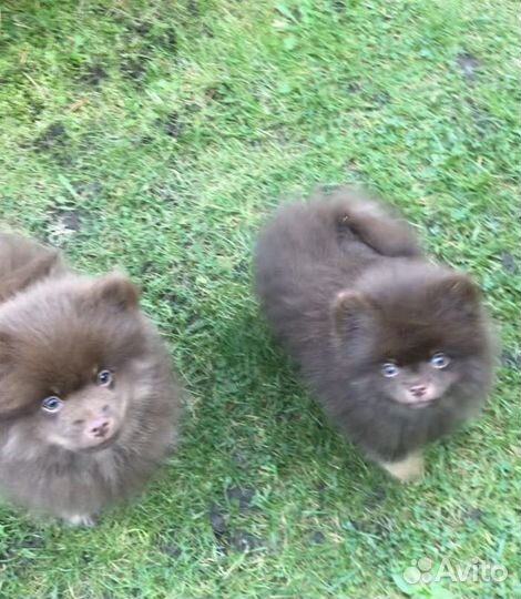 Щенки шоколадных окрасов, Потапыч и другие