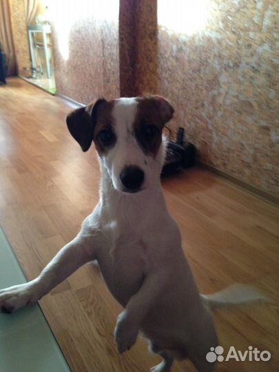 Дрт (Джек Рассел Терьер) кобель для вязки