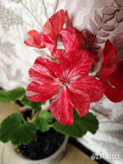 Пеларгония герань