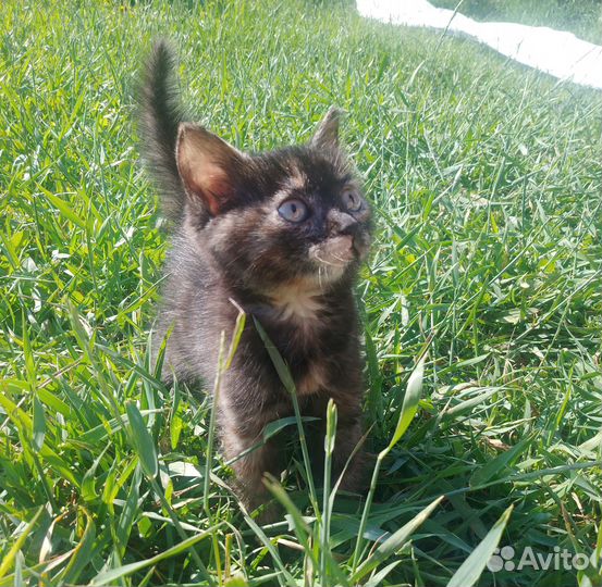 Котенок в добрые руки