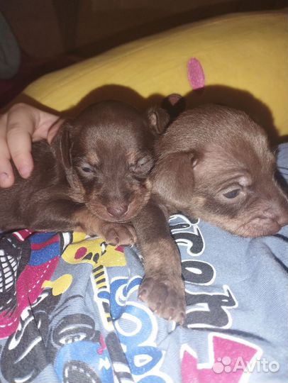 Щенки русский той-терьер