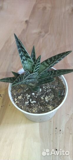 Гастералоэ авео (Gasteraloe)