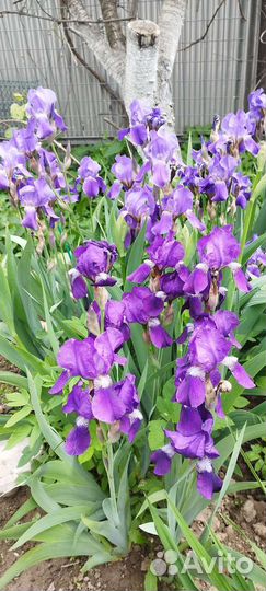 Ирисы