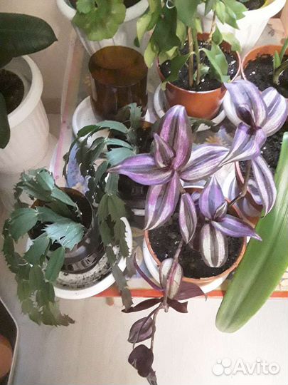 Комнатные растения