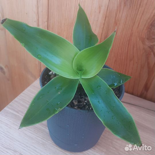 Растение золотой ус