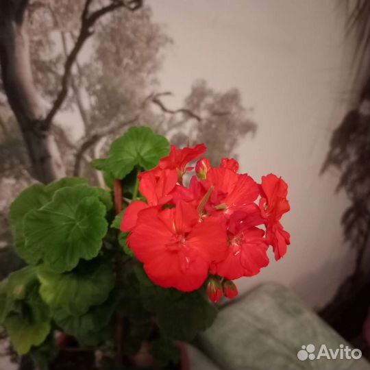 Пеларгония герань