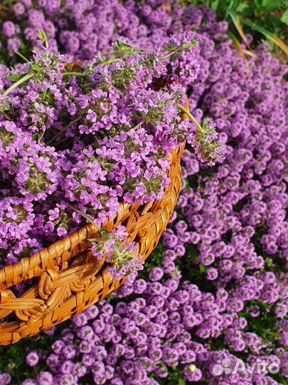 Тимьян ползучий