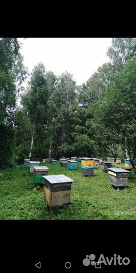 Алтайский мёд