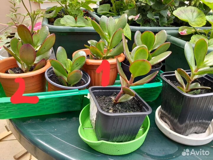 Крассула. Дерево денег