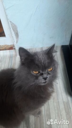 Кошки в добрые руки бесплатно