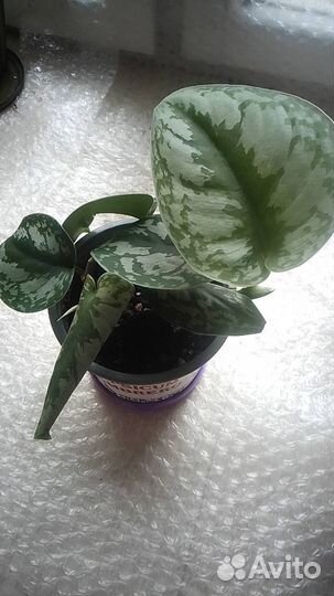 Сциндапсус пиктус треби