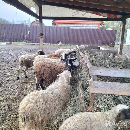 Овцы бараны