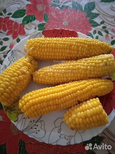 Семена кукурузы