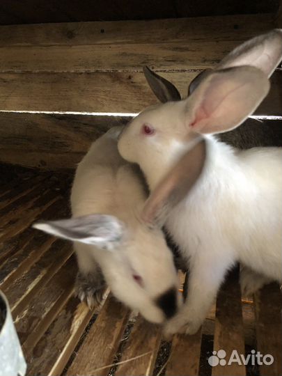 Кролики,поросята