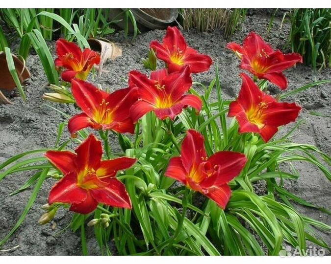 Лилейник Anzac