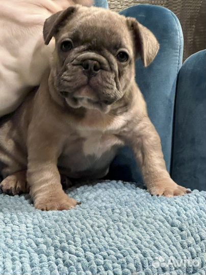 Французский бульдог голубые и лиловые