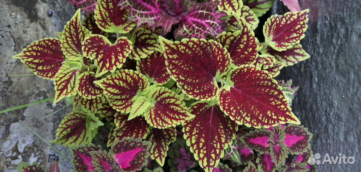 Колеусы вегетативные