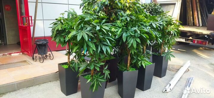 Комнатные цветы шефлера