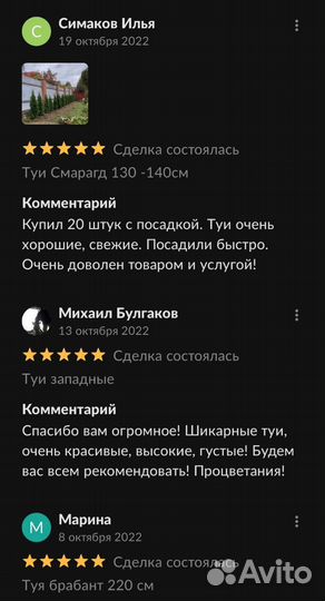 Туя смарагд пушистые