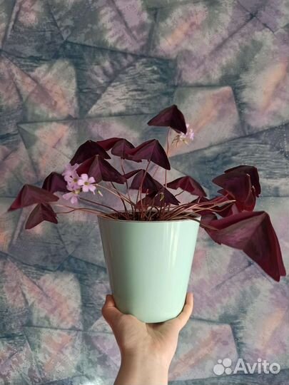 Кислица фиолетовая (оксалис)