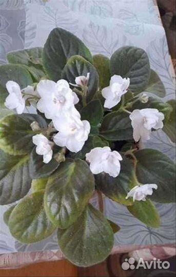 Фиалки, глоксинии