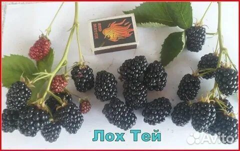 Ежевика бесшипная