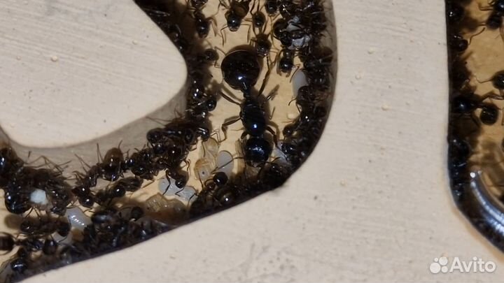 Messor denticulatus колония