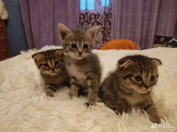 Трое котят ищут дом