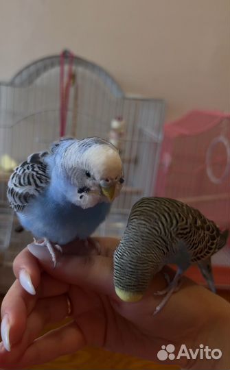 Попугай самка