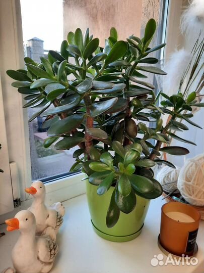 Толстянка (денежное дерево)