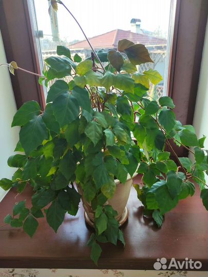 Циссус (березка) и хойя