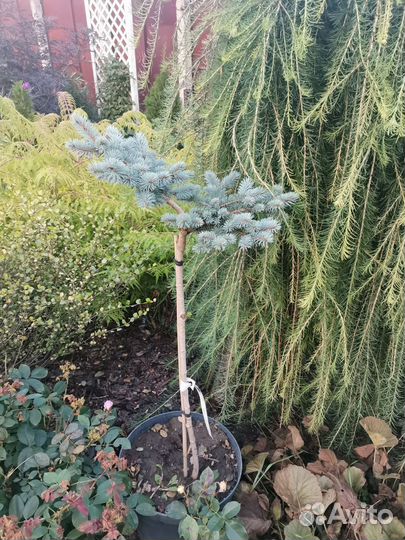 Ель глаука глобоза на штамбе