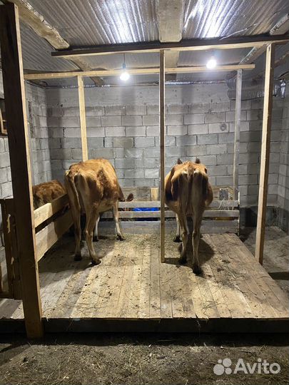 Джерсийская корова