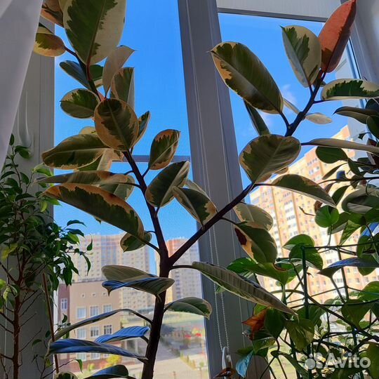 Фикус, замиокулькас