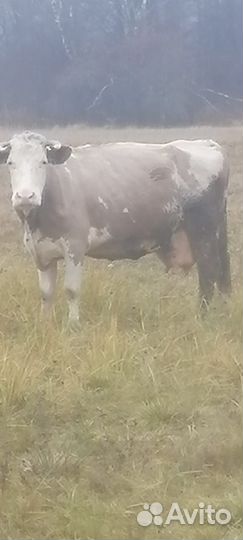 Корова на мясо и бык