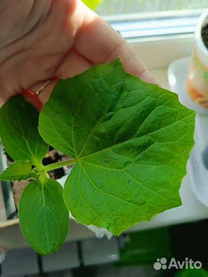 Рассада овощей