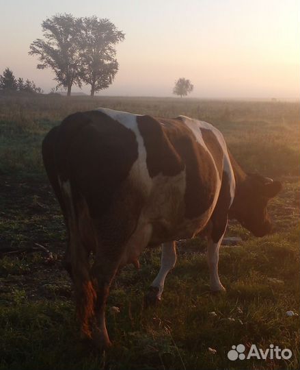 Корова дойная