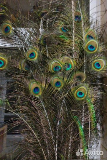 Перья павлина, фазана