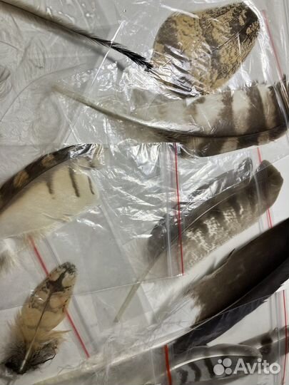 Интересные перья