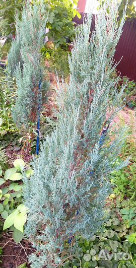 Можжевельник