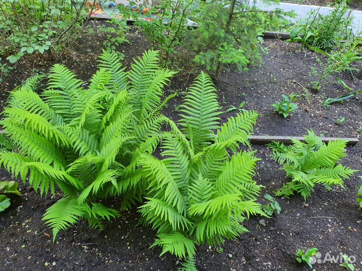 Папоротник страусник